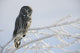 Great Grey Owl, Northern British Columbia Wall Mural