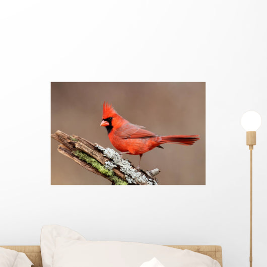 Cardinal Stump