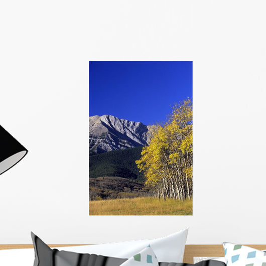 Aspen And Spruce Trees, Livingstone Range, Burmis, Alberta Wall Mural