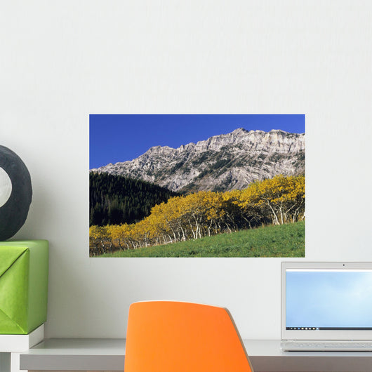 Aspen And Spruce Trees, Livingstone Range, Burmis, Alberta Wall Mural