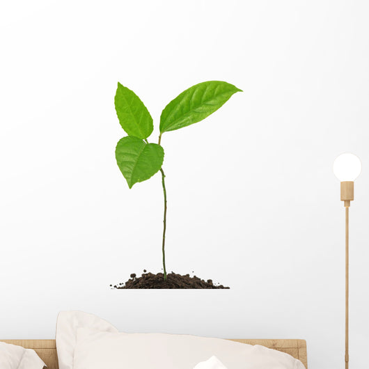 jeune plant