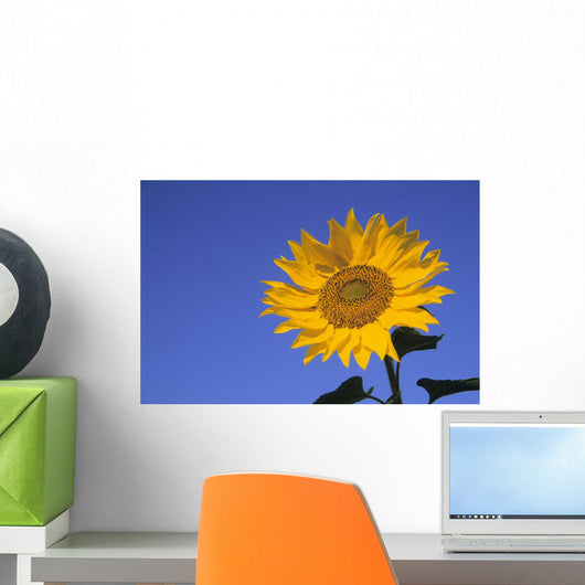 Sunflower, Queens County, Prince Edward Island Wall Mural