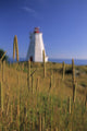 Swallowtail Lighthouse And Cat Tails, Grand Manan Island New Brunswick Wall Mural