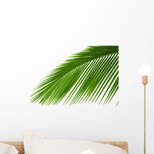 Leaves Palm Tree