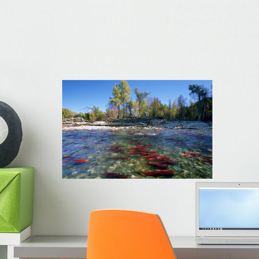 Spawning Sockeye Salmon, Adams River, British Columbia Wall Mural