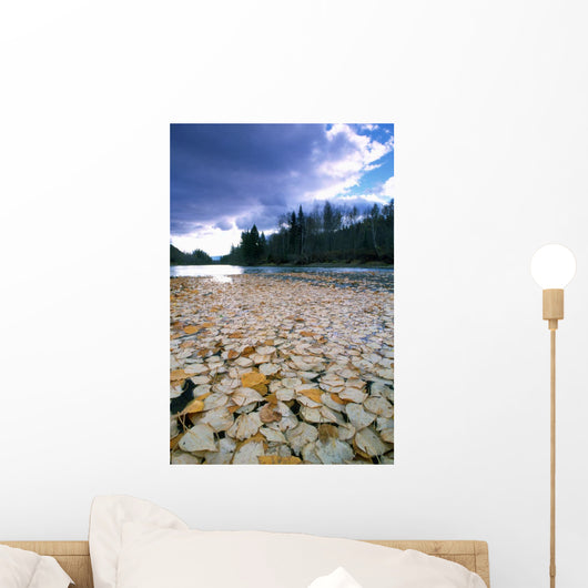 Cottonwood Leaves On Peace River, British Columbia Wall Mural