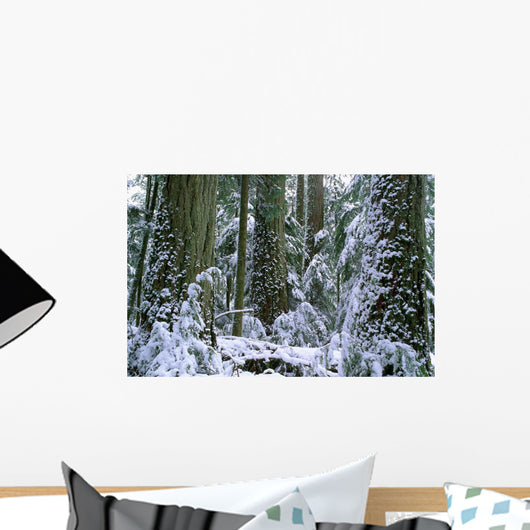 Winter, Cathedral Grove, British Columbia Wall Mural