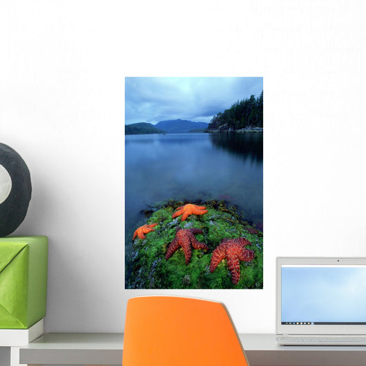 Starfish On Moss At Low Tide, Bligh Provincial Park, British Columbia Wall Mural