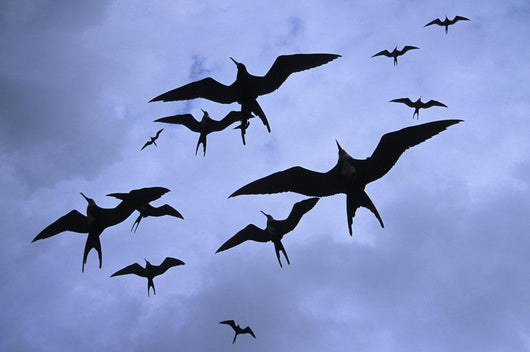 Frigate Birds In Flight Lighthouse Reef Wall Mural