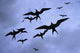 Frigate Birds In Flight Lighthouse Reef Wall Mural