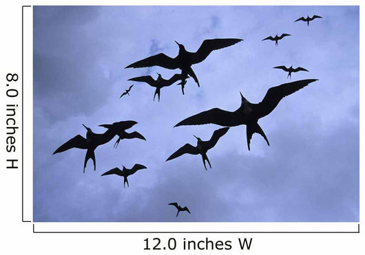 Frigate Birds In Flight Lighthouse Reef Wall Mural