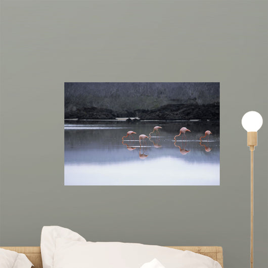 Feeding Flamingos Floreana Islands Wall Mural