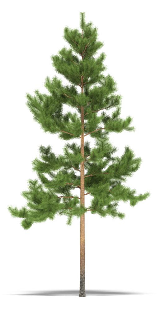 Pine Wall Decal