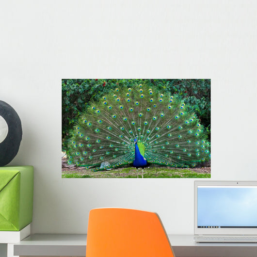Peacock with Fanned Tail