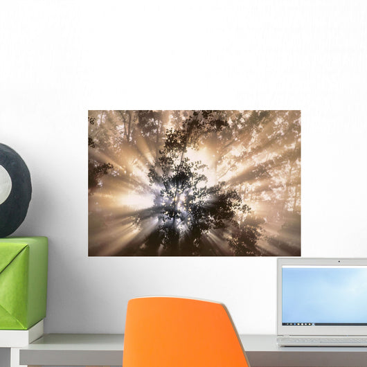 Fog And Light Beams In Aspen Forest Near Water Valley, Alberta, Canada Wall Mural