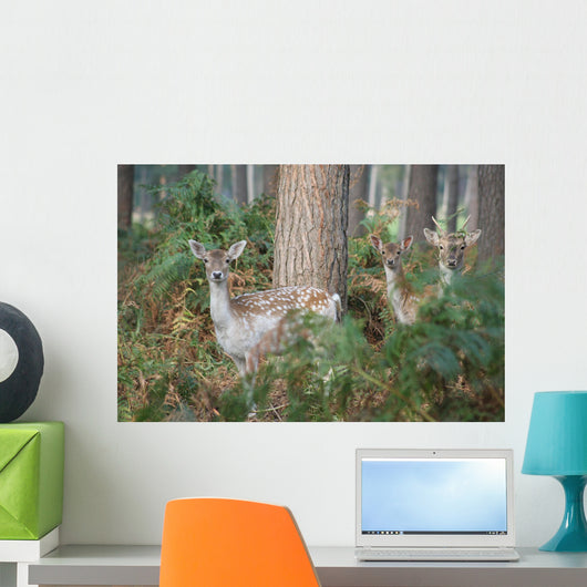 rehe Wall Mural