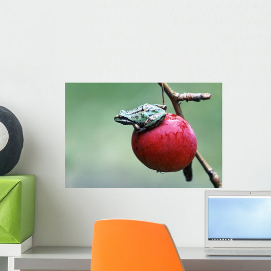 Pacific Tree Frog On A Crab Apple, British Columbia Wall Mural