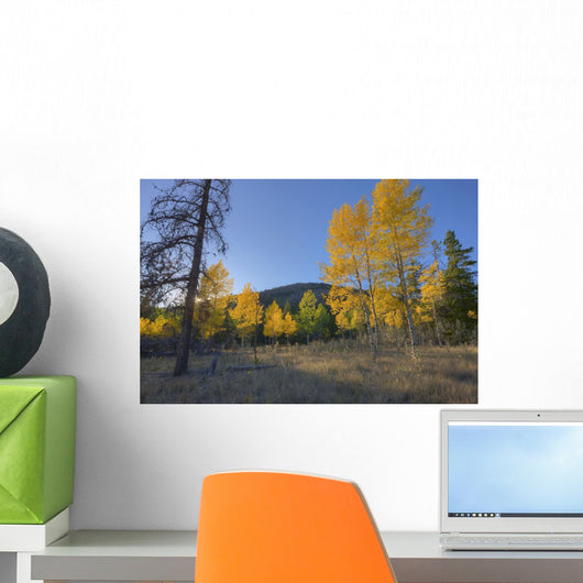 Autumn Sunset In Forest Of Golden Aspen And Spruce Trees Wall Mural