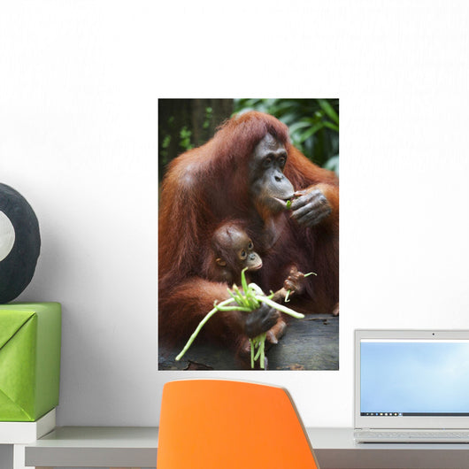 A Mother Orangutan Eats Vegetables With Her Baby At The Singapore Zoo Wall Mural