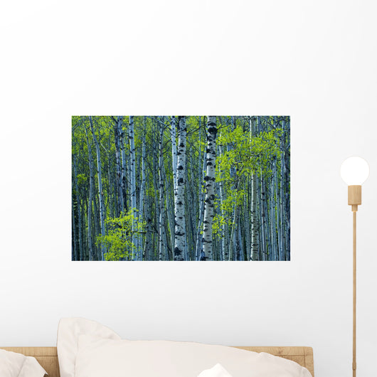 Spring Foliage On Aspen, Jasper National Park, Alberta Wall Mural