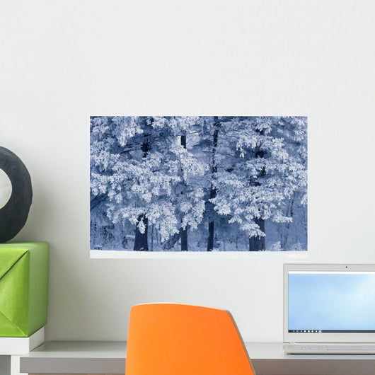 Hoarfrost On Trees In Winter, Birds Hill Provincial Park, Manitoba Wall Mural