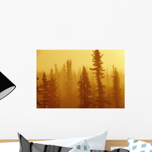 Black Spruce Bog In Fog At Sunrise, Boreal Forest In Upsala, Ontario Wall Mural