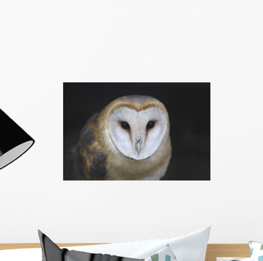 European Barn Owl Wall Mural
