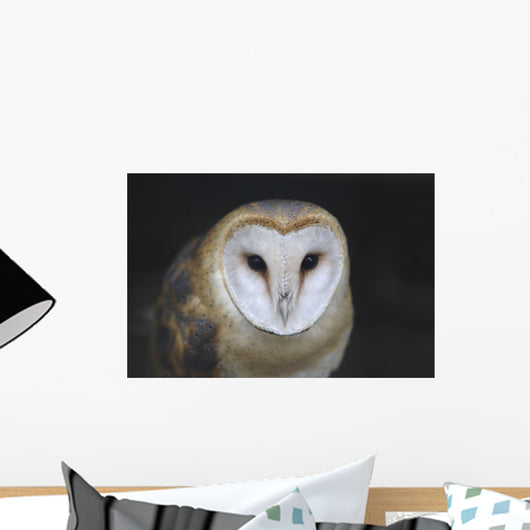 European Barn Owl Wall Mural