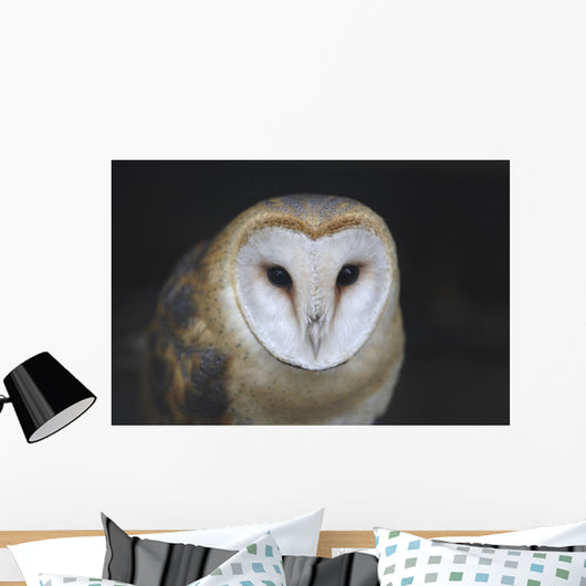 European Barn Owl Wall Mural