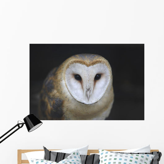 European Barn Owl Wall Mural