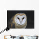 European Barn Owl Wall Mural