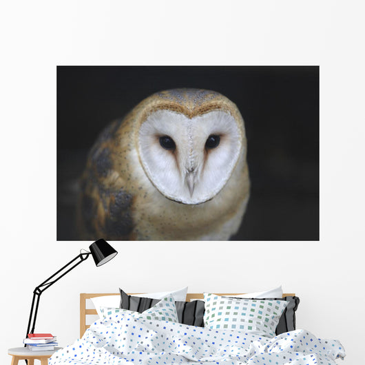 European Barn Owl Wall Mural