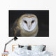 European Barn Owl Wall Mural