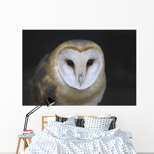 European Barn Owl Wall Mural