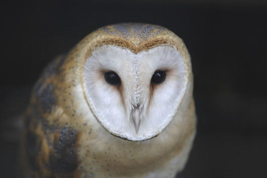 European Barn Owl Wall Mural