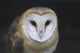 European Barn Owl Wall Mural