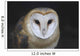European Barn Owl Wall Mural