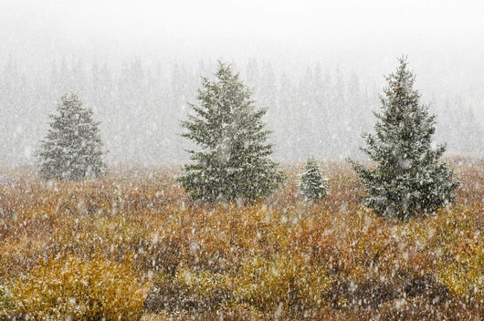 Snowfall On Meadow, Banff National Park, Alberta Wall Mural