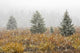 Snowfall On Meadow, Banff National Park, Alberta Wall Mural