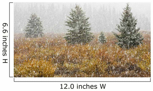 Snowfall On Meadow, Banff National Park, Alberta Wall Mural
