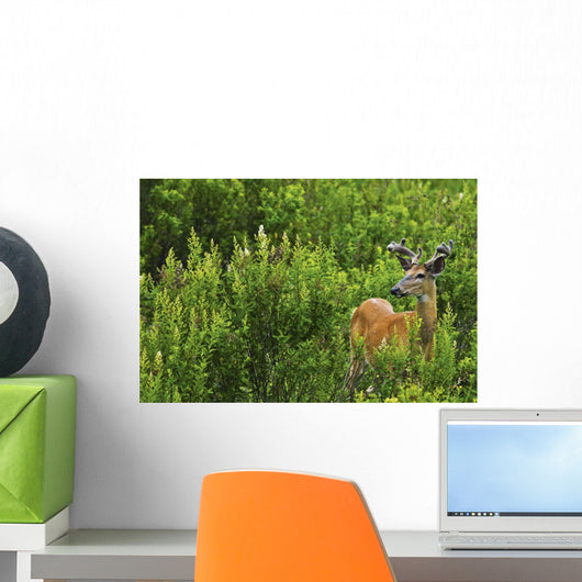 Whitetail Deer In Meadow, Killarney Provincial Park, Ontario Wall Mural