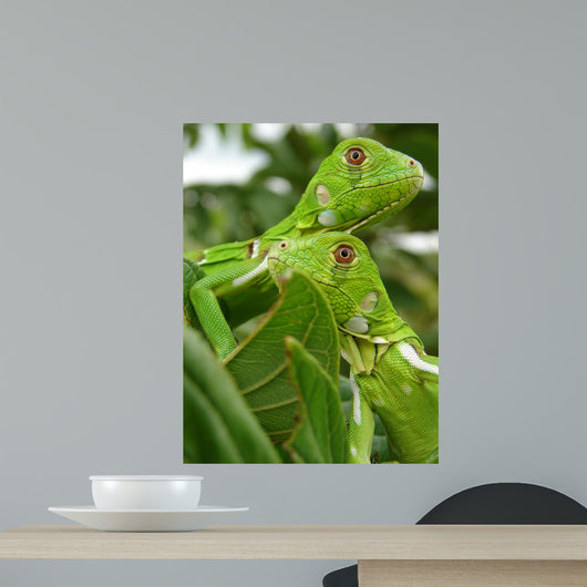 Brasilian Iguana 2 Wall Mural