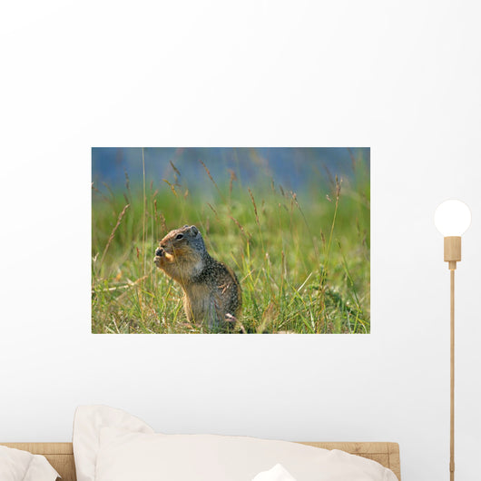 Columbia Ground Squirrel Feeding In Meadow Wall Mural