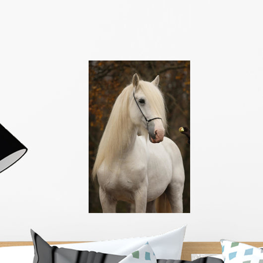 White Percheron Horse