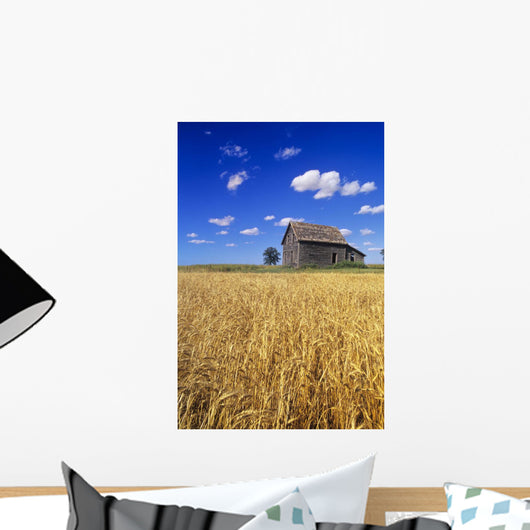 Old House And Mature Winter Wheat Field, Winnipeg, Manitoba Wall Mural