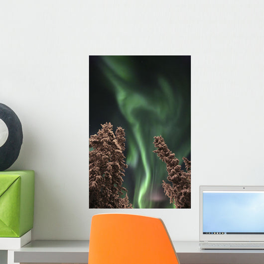 Aurora Borealis Above Evergreen Trees In Winter, Teslin, Yukon Wall Mural