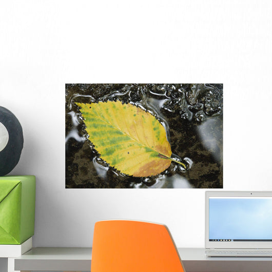 Leaf In Water, Niagara Peninsula, Ontario, Canada Wall Mural