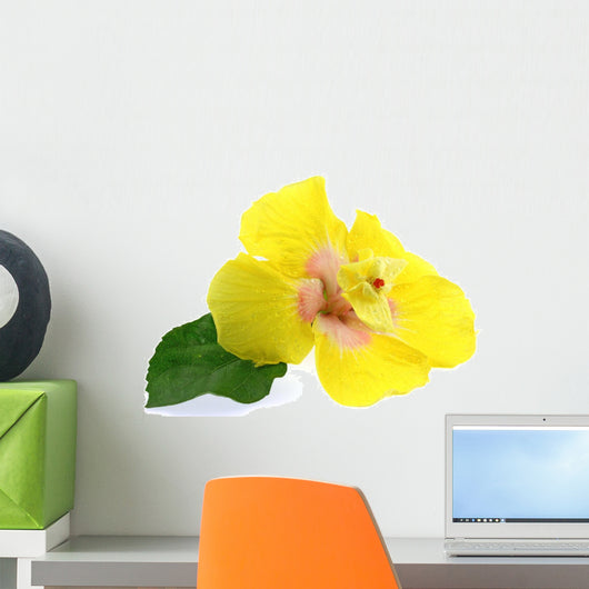 Yellow Hibiscus Flower White