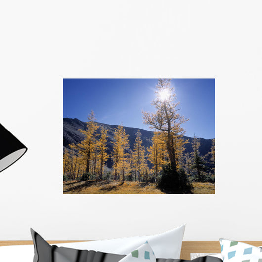 Upper Rowe Lake And Larch Trees In Fall Wall Mural