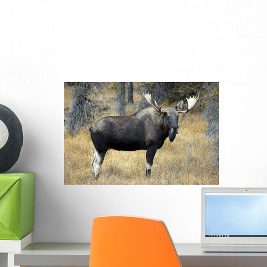 Bull Moose, Peter Lougheed Provincial Park, Alberta, Canada Wall Mural